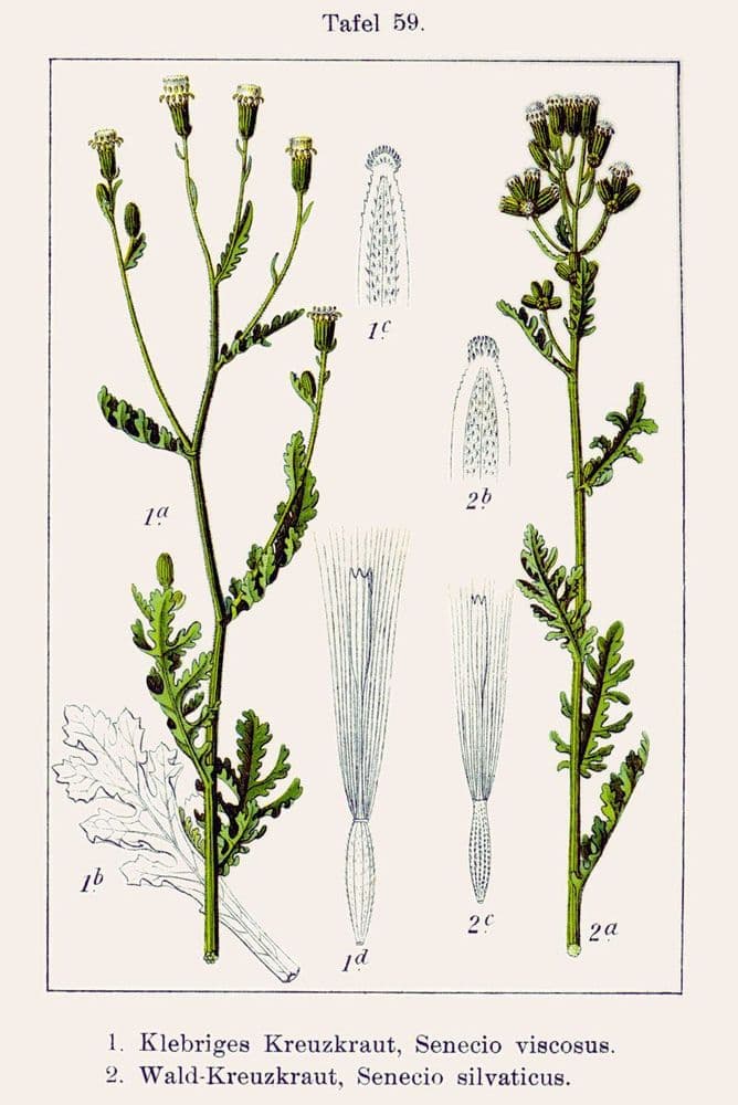 bergkorsort