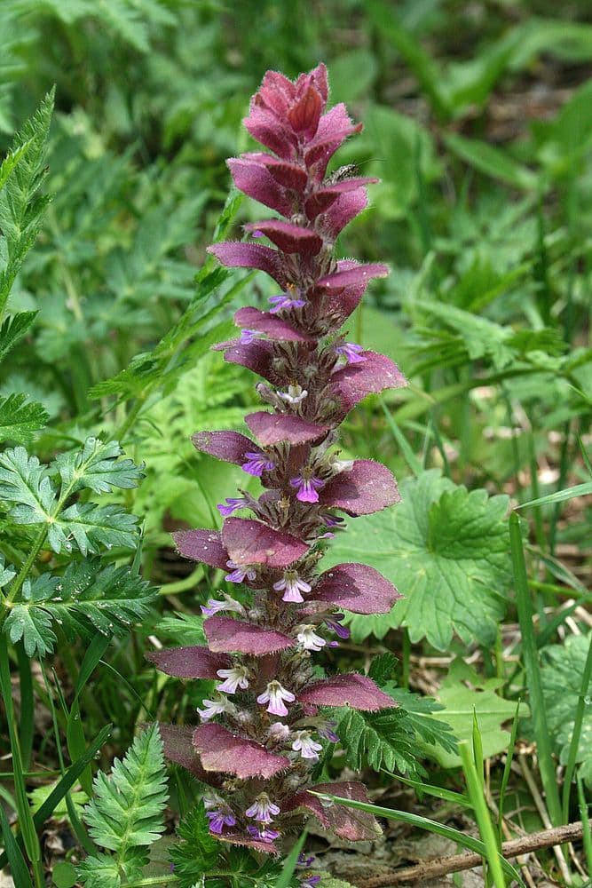 blasuga