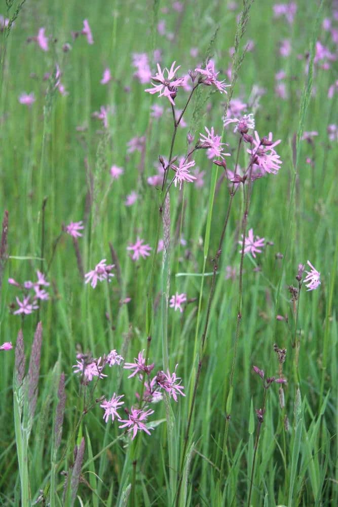 gokblomster