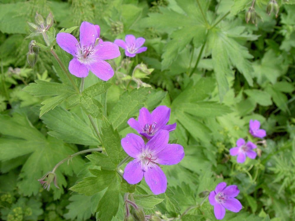 midsommarblomster