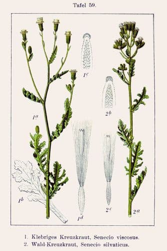 bergkorsort