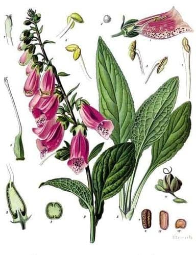fingerborgsblomma
