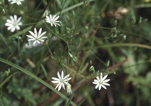 grasstjarnblomma