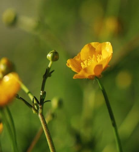 smorblomma