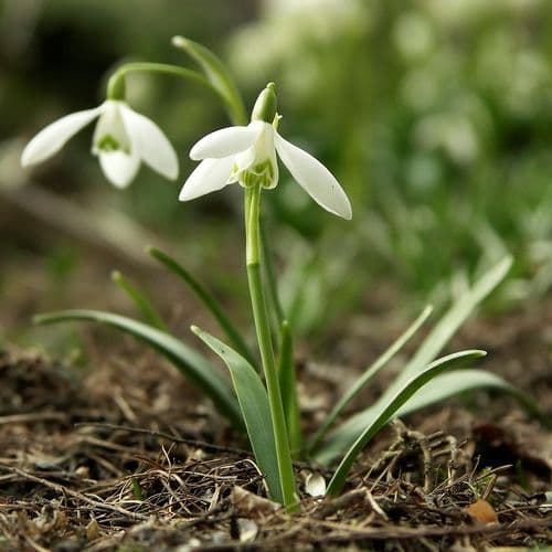snodroppe
