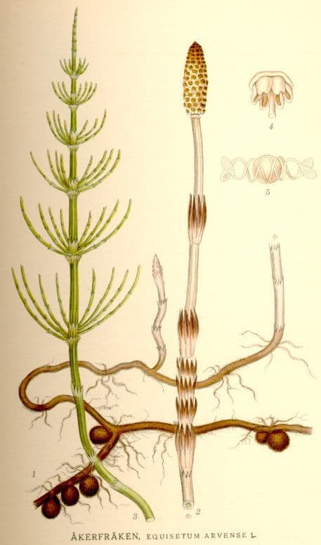 akerfraken