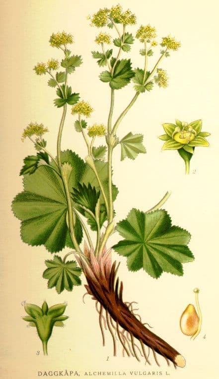 daggkapa