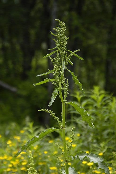 gardsskrappa
