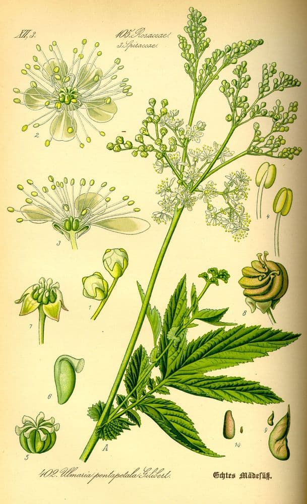 alggras