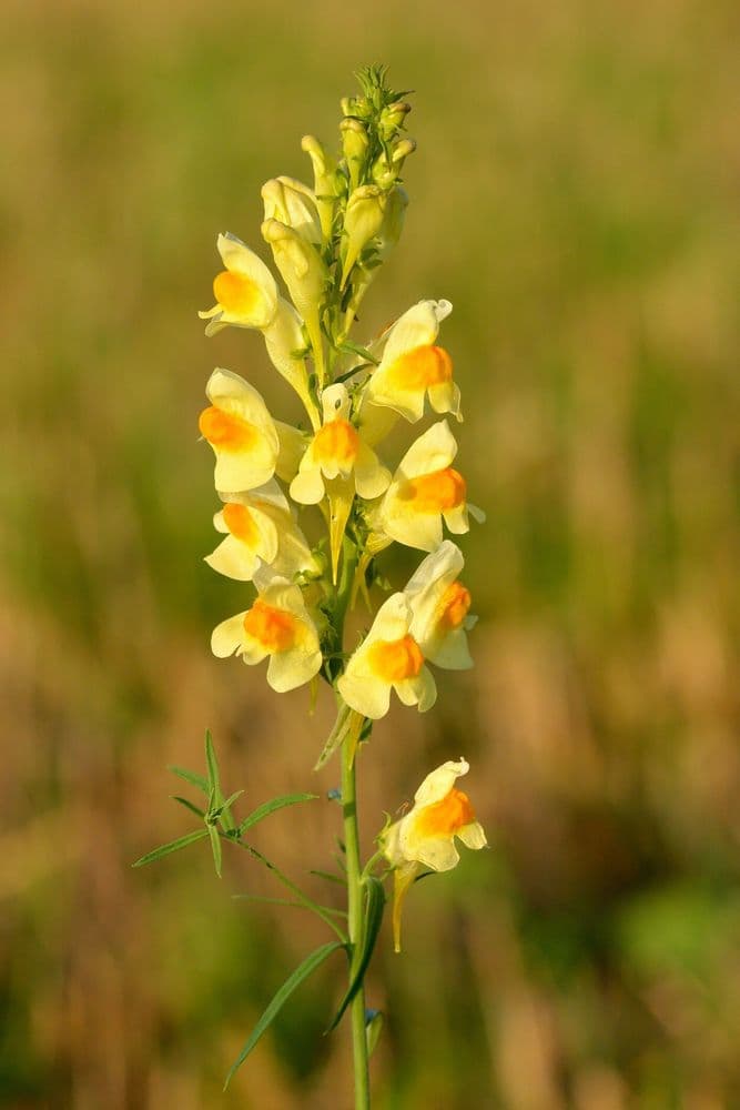 gulsporre