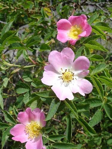 nyponros