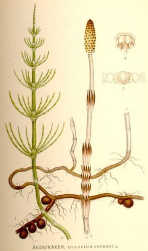 akerfraken