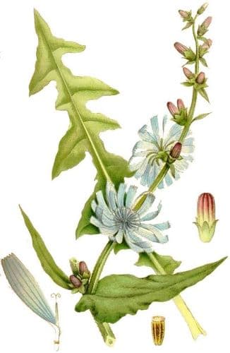 cikoria