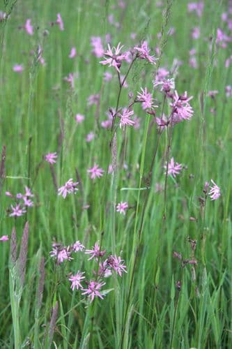 gokblomster