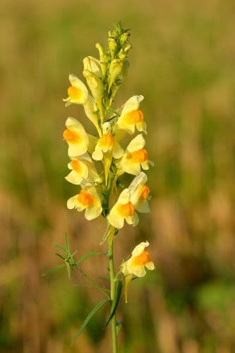 gulsporre
