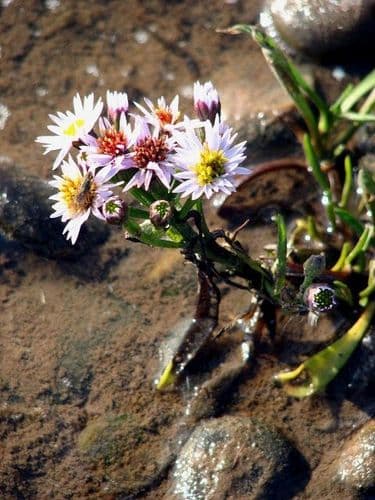 strandaster