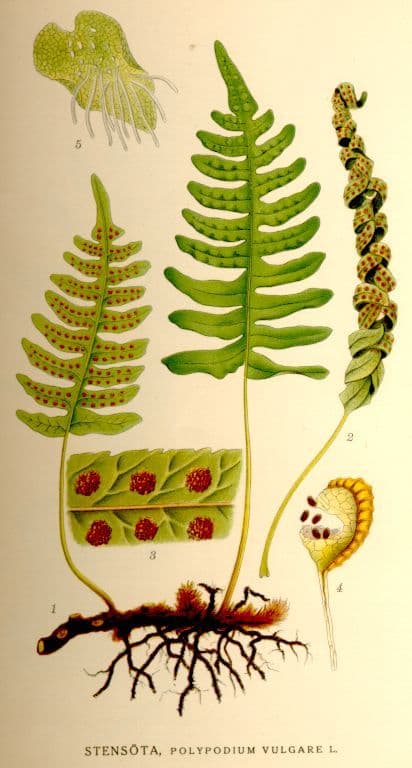 stensota